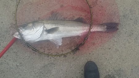 助松埠頭でエビ撒き釣り【アタリ１回限定】