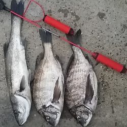 助松埠頭　沢山のアタリと少ない魚