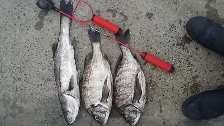 助松埠頭　沢山のアタリと少ない魚