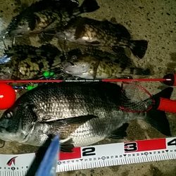 岸和田でのエビ撒き釣り　粘って良かった