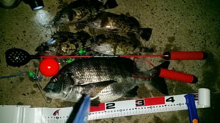 岸和田でのエビ撒き釣り　粘って良かった