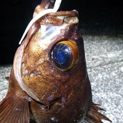 串本港　尺メバルをゲット