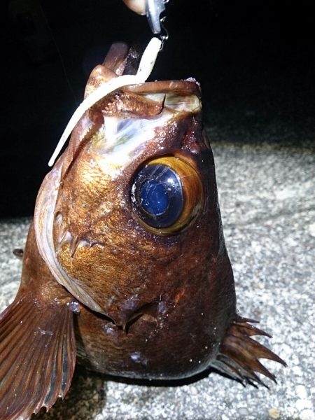 串本港　尺メバルをゲット