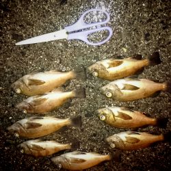 メバルの季節ですね