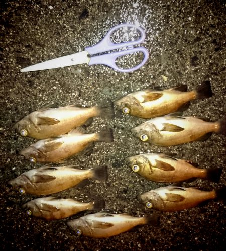 メバルの季節ですね