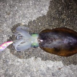 大きなアオリイカ狙いで行ってきました。