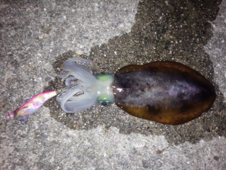 大きなアオリイカ狙いで行ってきました。