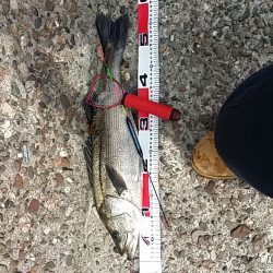 本日も辛うじて(泣)