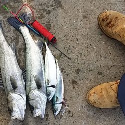 大阪南港 エビ撒き釣りでハネ&サバ