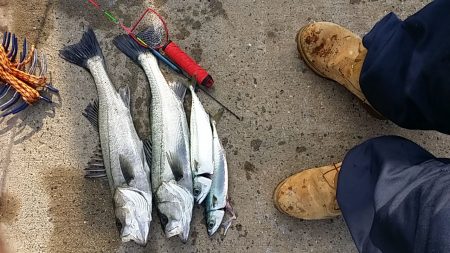 大阪南港 エビ撒き釣りでハネ&サバ