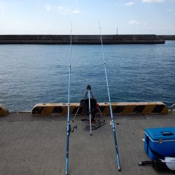 須磨で今年初カレイ
