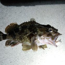 メバルは…(´ε｀；)ｳｰﾝ…