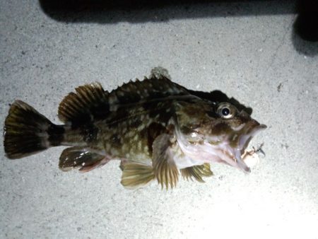 メバルは…(´ε｀；)ｳｰﾝ…