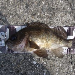 エビ撒きで良型メバルＧＥＴ！！