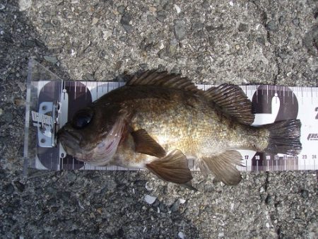 エビ撒きで良型メバルＧＥＴ！！