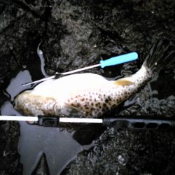 津居山釣行は次回に期待。