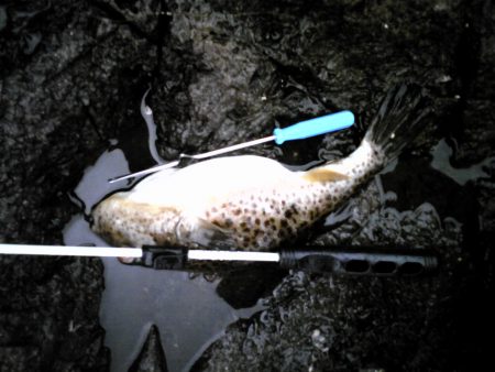 津居山釣行は次回に期待。