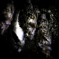 なんとかメバル!今朝の雨で濁っていましたが