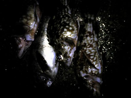 なんとかメバル!今朝の雨で濁っていましたが