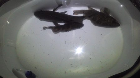 アミパターンに苦戦