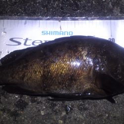 谷川漁港 ベイトが眠ってアミパターン