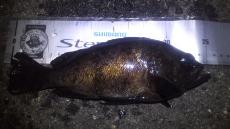 谷川漁港 ベイトが眠ってアミパターン