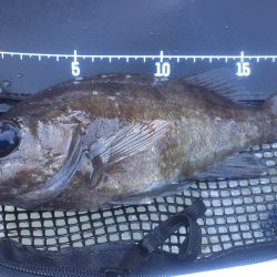 谷川で早朝メバリング