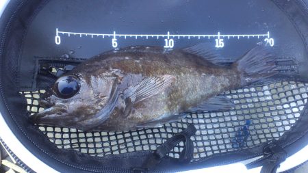 谷川で早朝メバリング