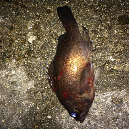 渋めのメバリング