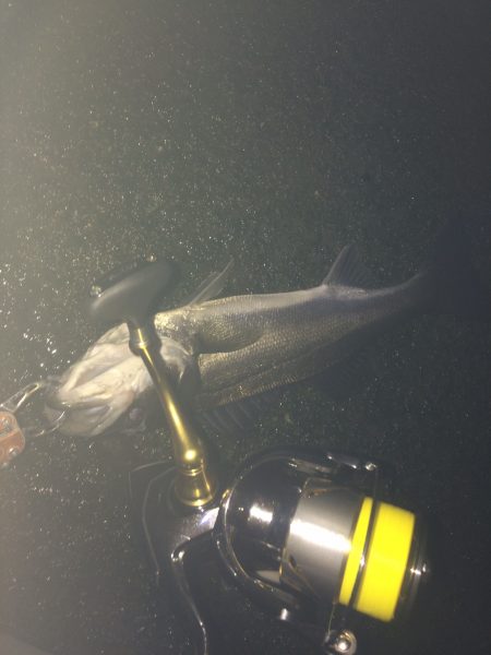 シーバスゲーム