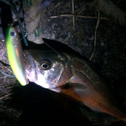 石津川シーバス