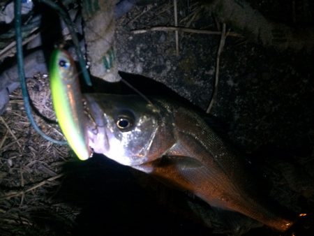 石津川シーバス