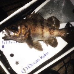 大磯　メバリングでメバル　なんとか２０UP(*^o^*)