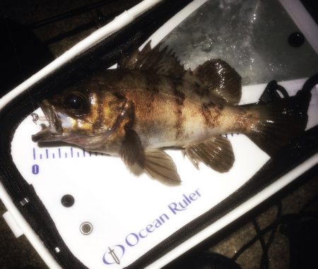 大磯　メバリングでメバル　なんとか２０UP(*^o^*)