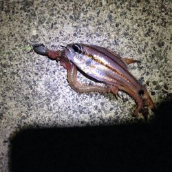 2015年ライトゲーム Vol.1