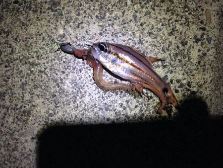 2015年ライトゲーム Vol.1