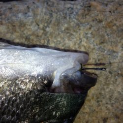 手作り撒き餌でチヌ　高砂埋立地