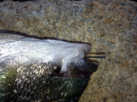 手作り撒き餌でチヌ　高砂埋立地