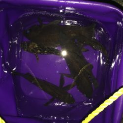 真夜中のメバリング