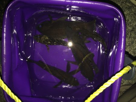 真夜中のメバリング