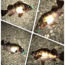 太地港でメバリング