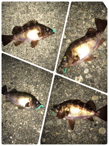 太地港でメバリング