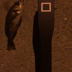 東二見　激渋のメバリング