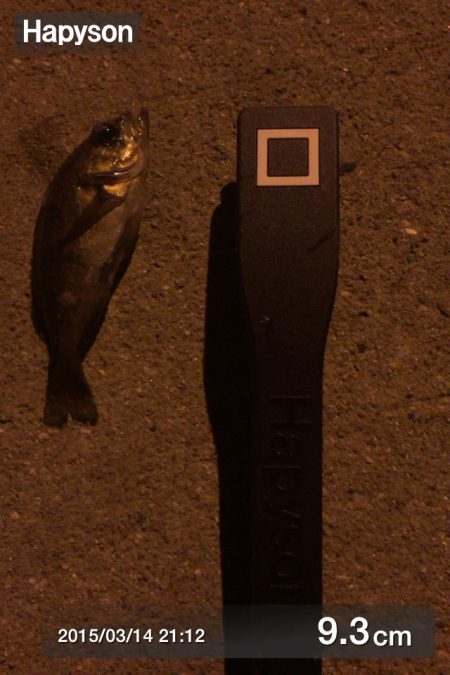 東二見　激渋のメバリング