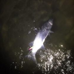 湾奥シーバスパトロール