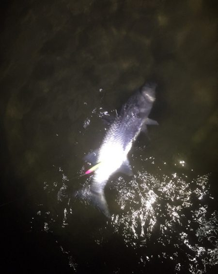 湾奥シーバスパトロール