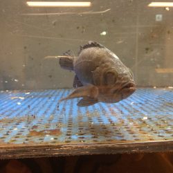 りんくう　フロートリグ爆釣‼︎