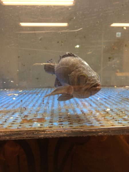 りんくう　フロートリグ爆釣‼︎