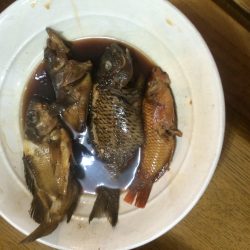 小ぶりながら大漁で子供も大満足^_^