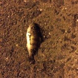 淡輪漁港へ今年初釣行